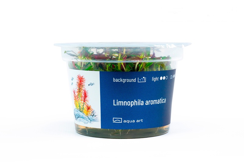 Limnophila aromatica
