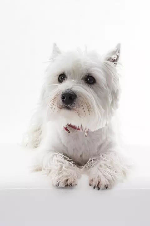 westie West Highland White Terrier