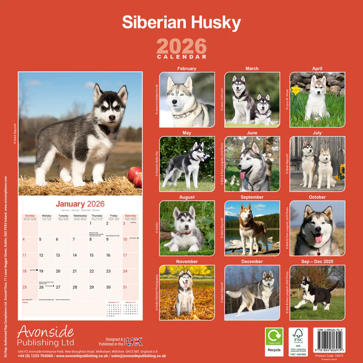 Calendrier 2026 Husky sibérien