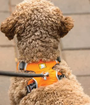 gjckm Front Range Harness Campfire Orange