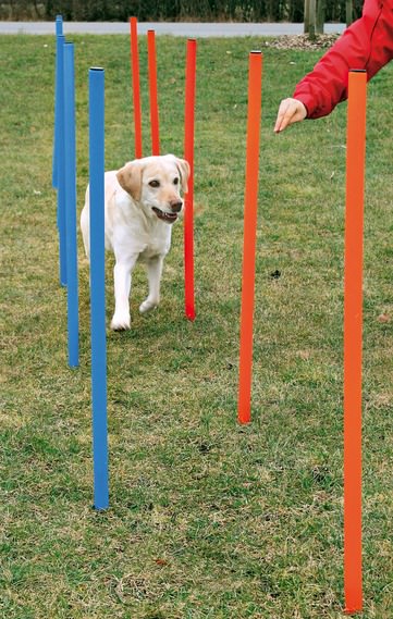 Dog Activity Agility Slalom, 115 x Ø 3 cm, 12 