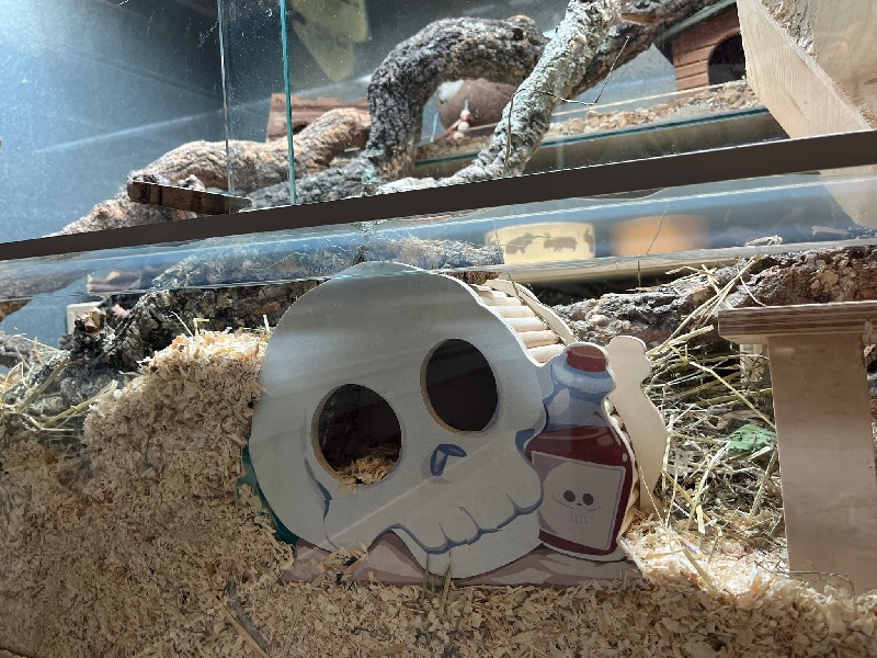 Wooden playhouse rodent skull
