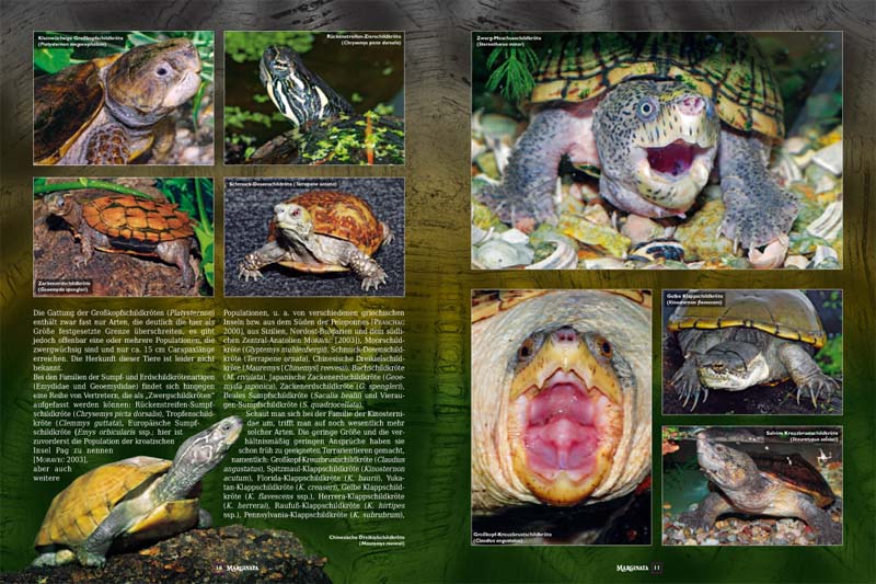 Marginata 36 - Zwergschildkröten