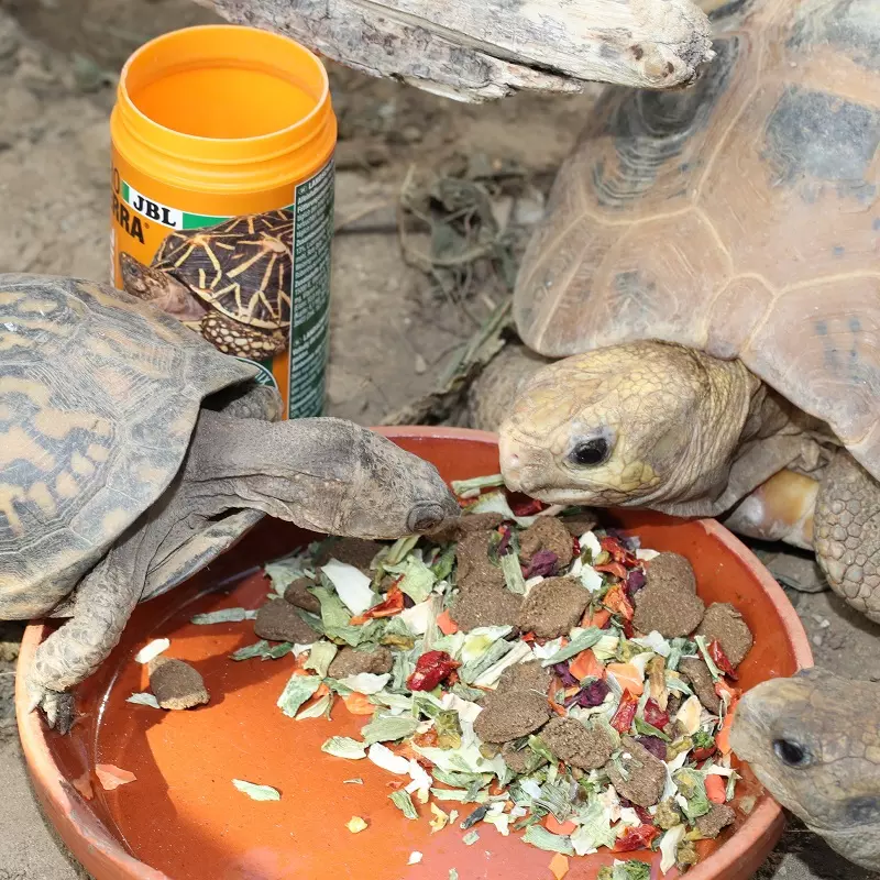 Landschildkrötenfutter JBL ProTerra Vegabil Landschildkrötenfutter JBL ProTerra Vegabil