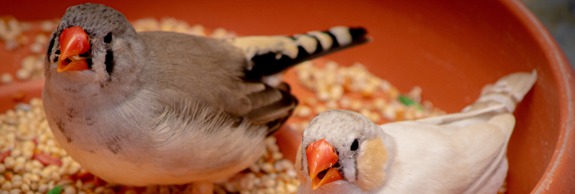 Vogel Einrichtung / Näpfe & Futterspender