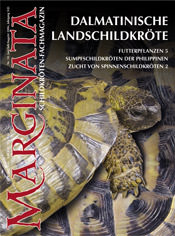 Marginata Nr. 10 Dalmatinische Lanschildkröte