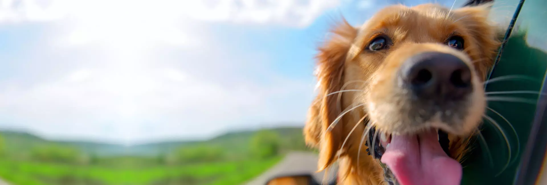 Hunde Transport Hunde Transport