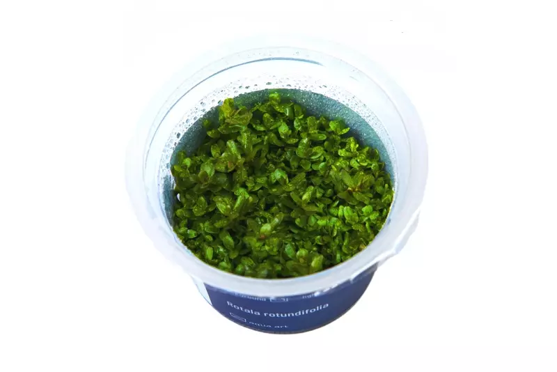 Rotala Macrandra sp. 'Pearl'