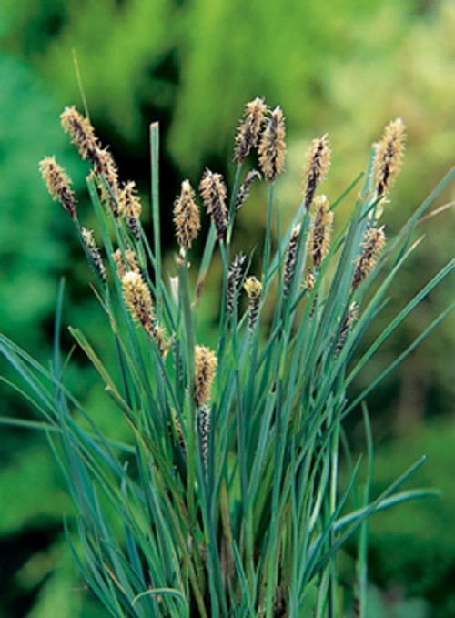 Gräserbüschel mit braunen Blütenständen vor einem grünen Hintergrund.