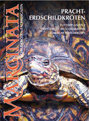 Marginata 7, Pracht-Erdschildkröten