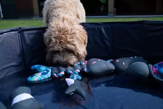 CoolPets Tire-moi ! Corde à poissons