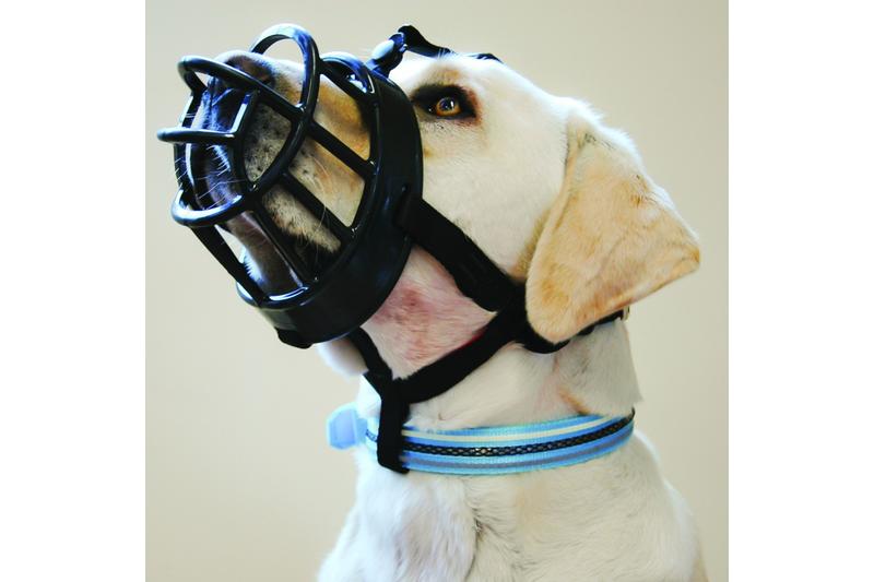 Cane di colore chiaro con museruola Baskerville Ultra nera. Il design della museruola è aperto e permette di respirare liberamente.