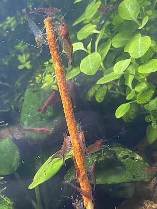 Gioia Shrimp Garnelen Lolly - Bio Paprika