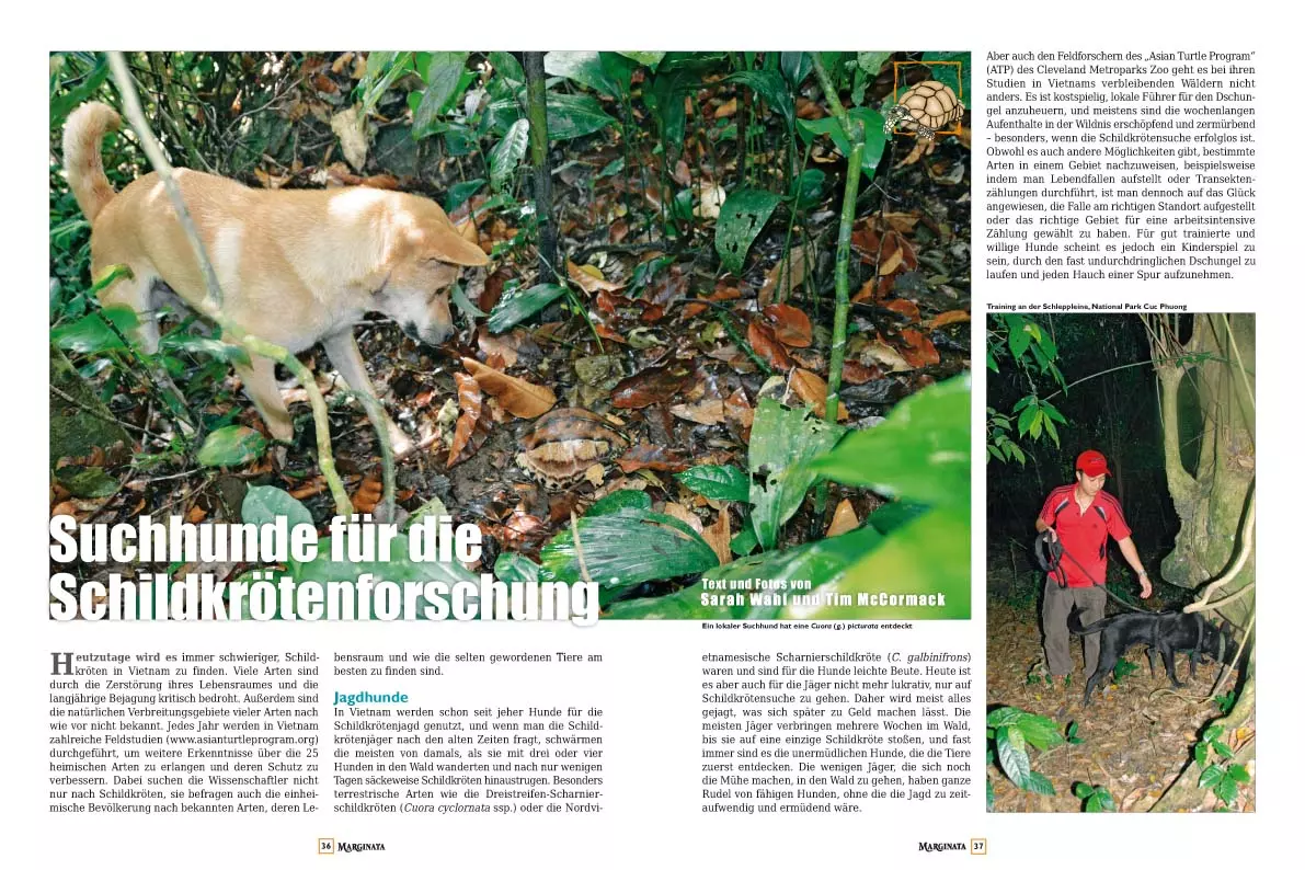Marginata 37 - Spaltenschildkröten