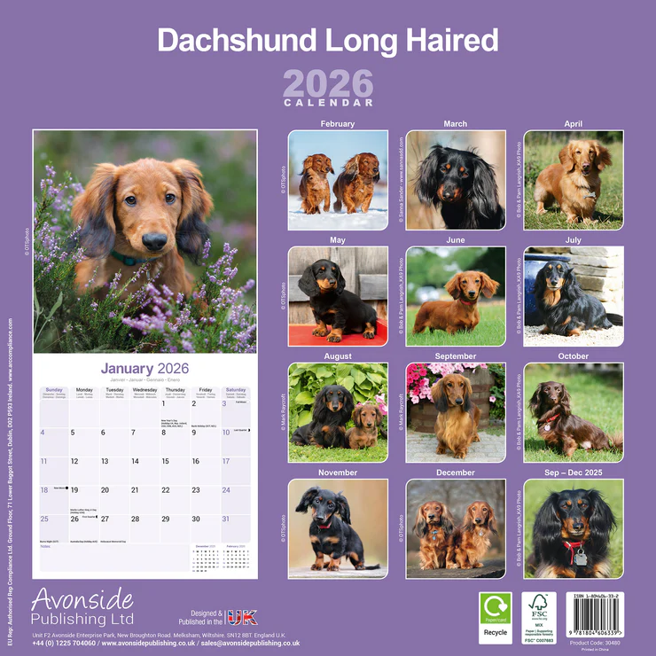 Calendar 2025 Sausage Dog - Longhair - Dachshund