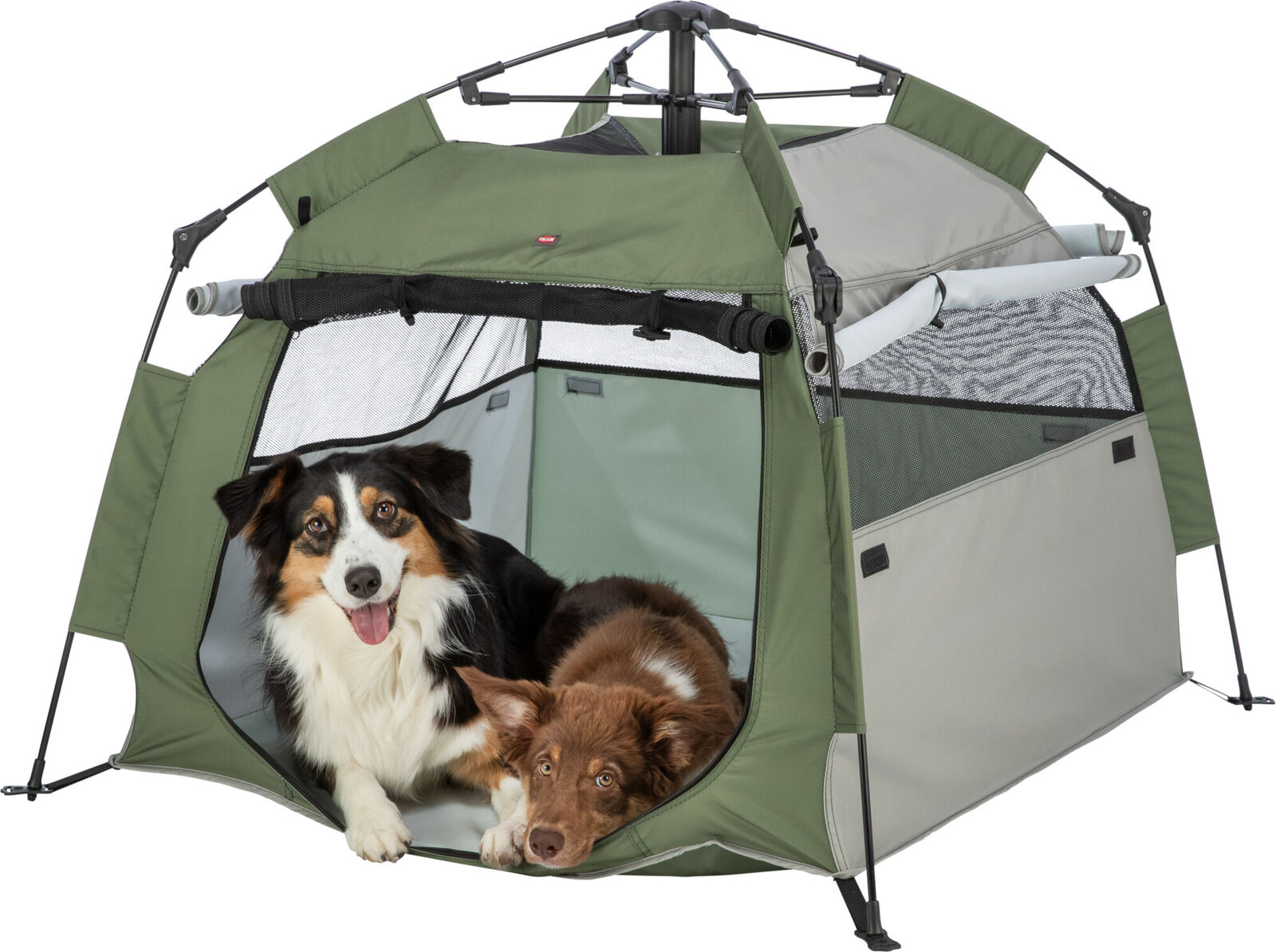 Un Australian Shepherd e un cagnolino marrone sono distesi rilassati in una tenda da viaggio per animali domestici, montata, verde oliva e grigio. Il più grande guarda avanti con la lingua fuori, il più piccolo riposa accanto.