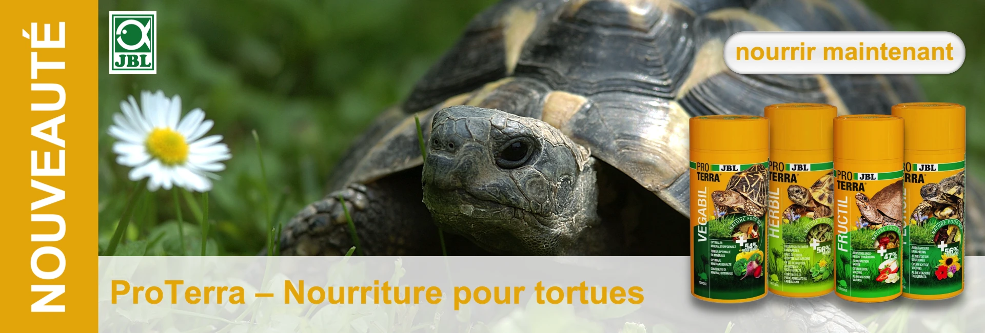 Gros plan sur une tortue dans l'herbe, à côté de boîtes de nourriture et d'une marguerite.