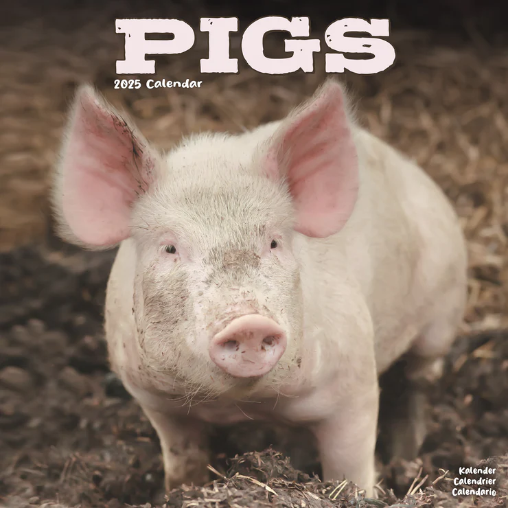 Kalender 2025 Schweine - Pigs