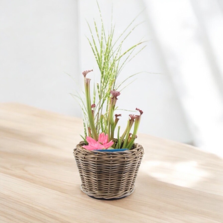Mini-Teich-Set in Rattan-Optik