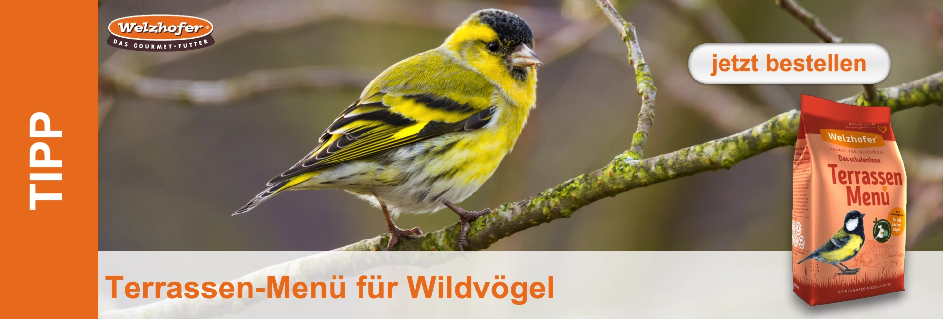 Ein gelb-schwarz gefiederter Girlitz sitzt auf einem Ast. Rechts Futterpackung für Wildvögel und Button "jetzt bestellen".