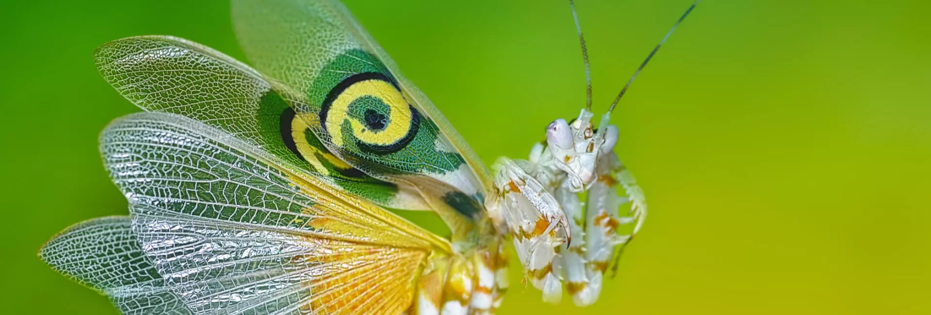 Gaze-Terrarium Gaze-Terrarium
