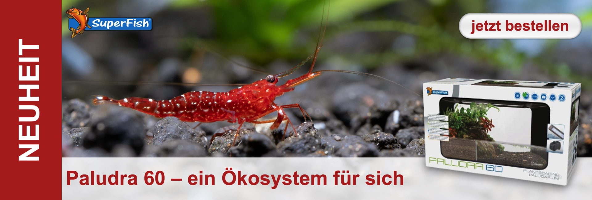 Rote Süßwassergarnelen mit weißen Punkten auf dunklem Aquarienkies, unscharfe grüne Pflanzen im Hintergrund. Banner: „NEUHEIT“, „Paludra 60 – ein Ökosystem für sich“ und „jetzt bestellen“. Rechts Produktverpackung.