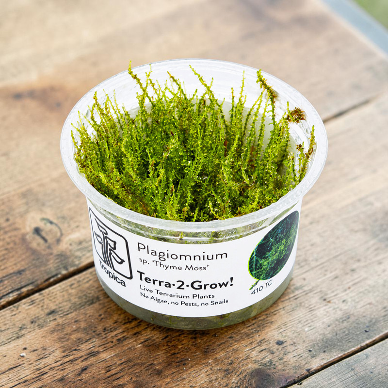 Transparenter Plastiktopf mit dichtem, hellgrünem Plagiomnium sp. „Thyme Moos“. Feuchte, zarte, gewellte Blätter bilden eine lebendige, buschige Moosoberfläche. Etikett: Tropica, Terra-2-Grow!, Produktname.