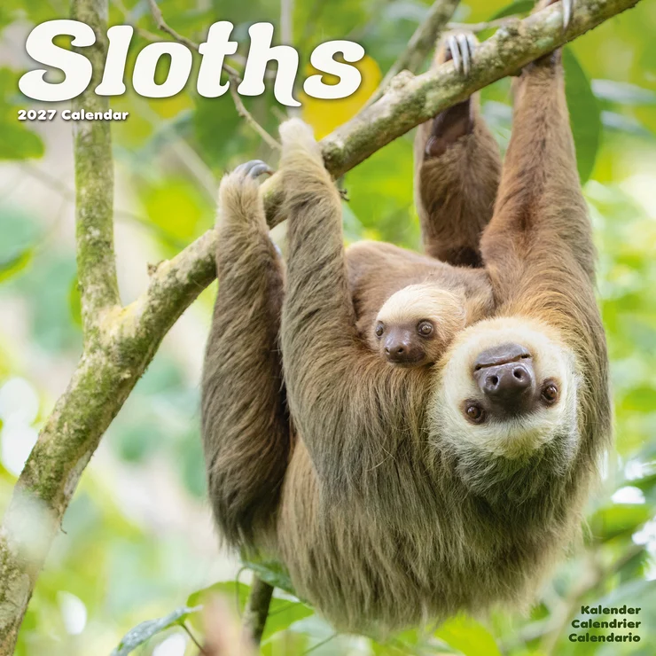 Kalender 2027 Faultier - Sloths