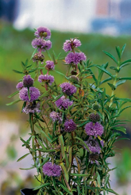 Pianta con foglie verdi strette e infiorescenze sferiche di colore viola.