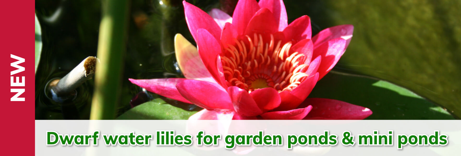 Dwarf water lilies for garden ponds & mini ponds
