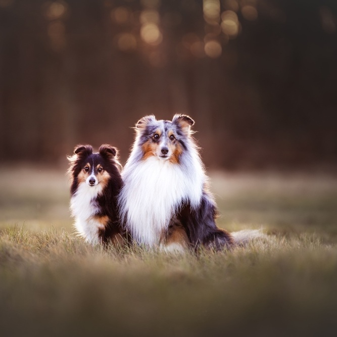 Zwei Sheltie-Hunde sitzen im Gras. Einer tricolor, der andere in Blue Merle. Sie schauen aufmerksam nach vorne.
