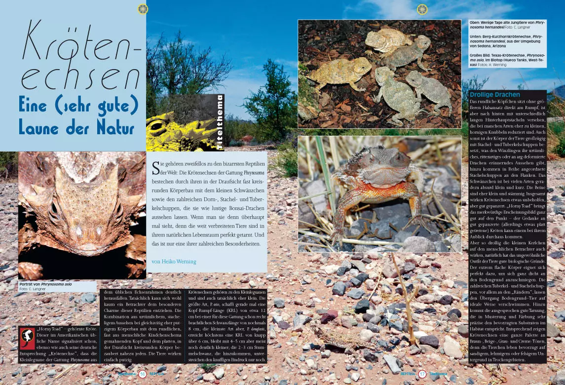 reptilia-107-3 Reptilia 107 - Krötenechsen