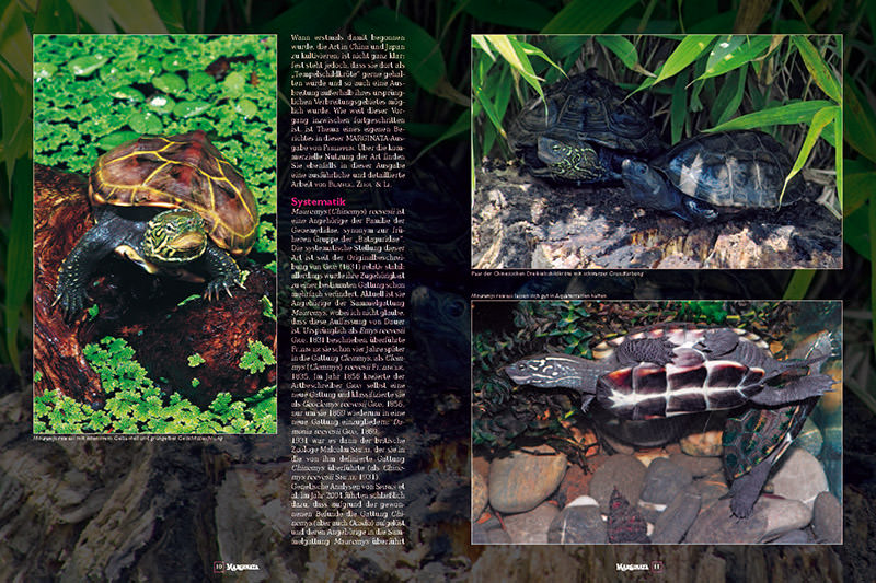 Marginata 35 - Chinesische Dreikielschildkröte