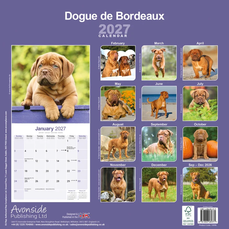 Kalender 2027 Bordeauxdogge - Dogue de Bordeaux