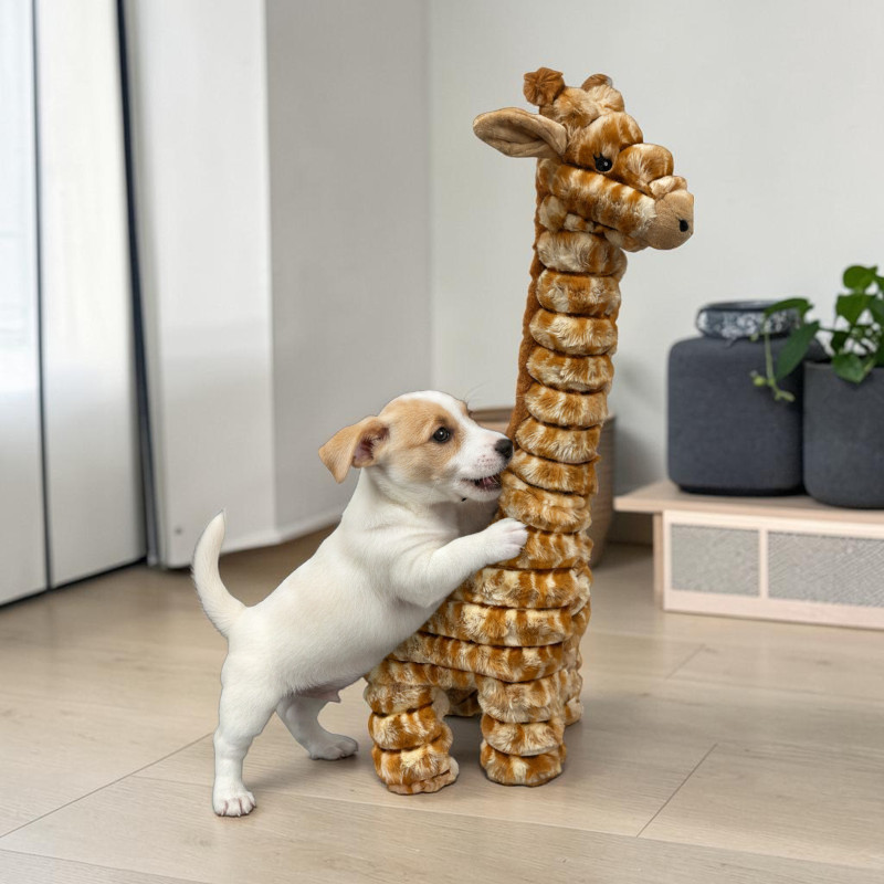 A small, playful puppy with white fur and brown ears is standing on its hind legs, nibbling at the soft plush neck of a large, upright Quapas! Giraffe. The sturdy soft toy is brown and cream.