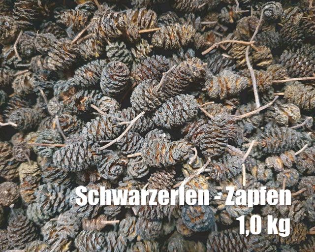 Schwarzerlenzapfen