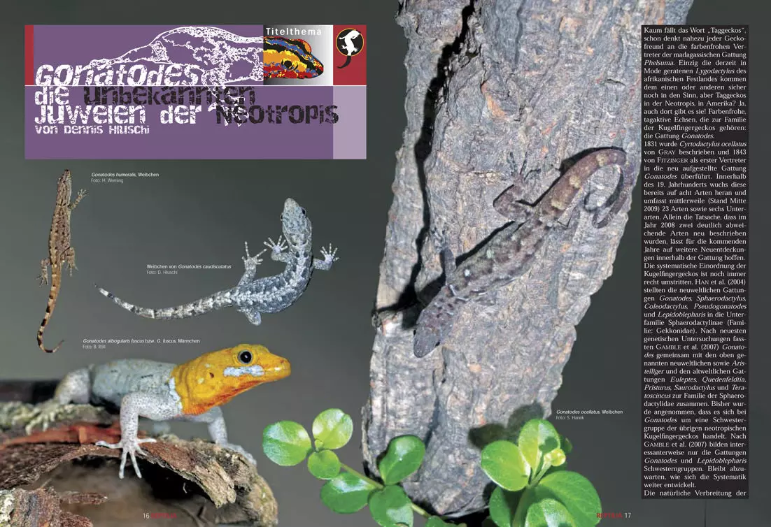 reptilia-78-1 Reptilia 78 - Gonatodes - Neotropische Taggeckos August/September 2009
