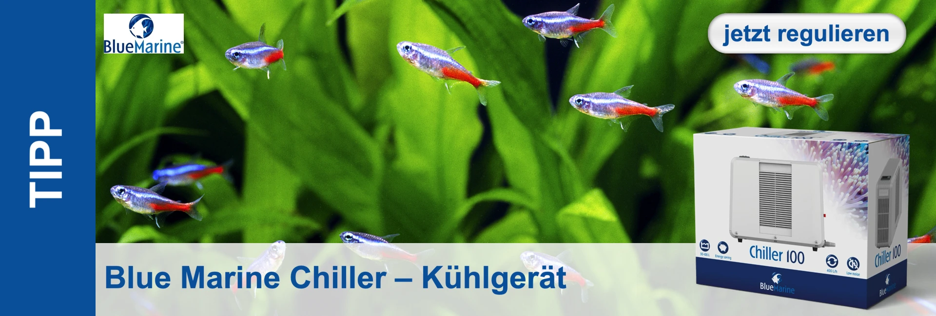 Acquario con pesci neon e piante verdi; a destra, un refrigeratoreBlue Marinee Chiller 100 in una scatola.