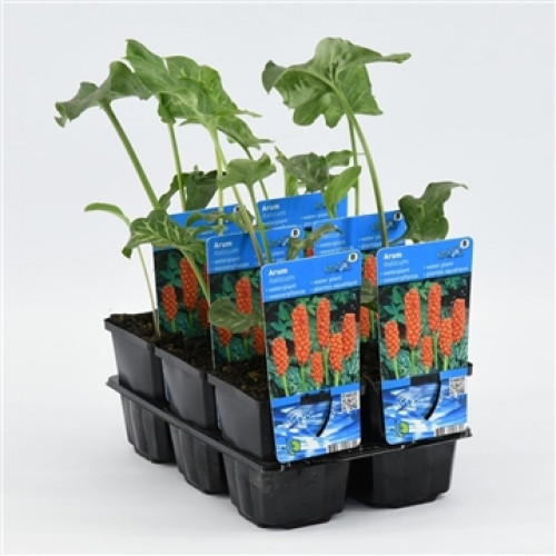 Sechs Aronstab-Pflanzen in schwarzen Töpfen mit Etiketten in einer schwarzen Plastikschale.