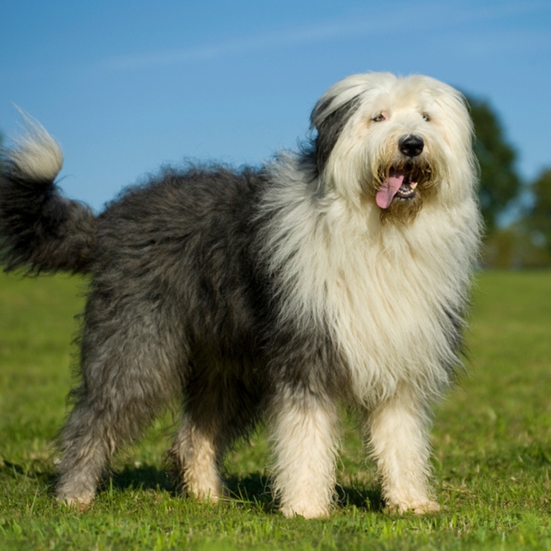 Ein Old English Sheepdog, auch Bobtail genannt, steht auf einer grünen Wiese unter einem blauen Himmel. Das Fell ist grau und weiß.