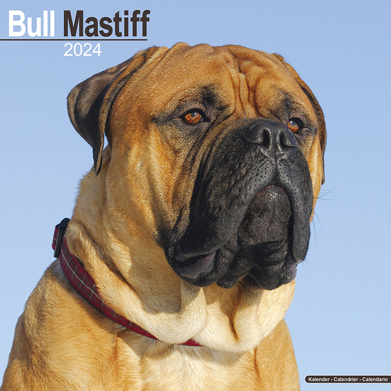 Kalender 2024 Bull Mastiff - Bullmastiff