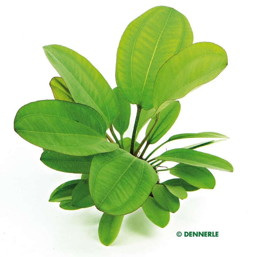 Dennerle Echinodorus Dschungelstar Nr. 2 - Schwertpflanze Kleiner Bär