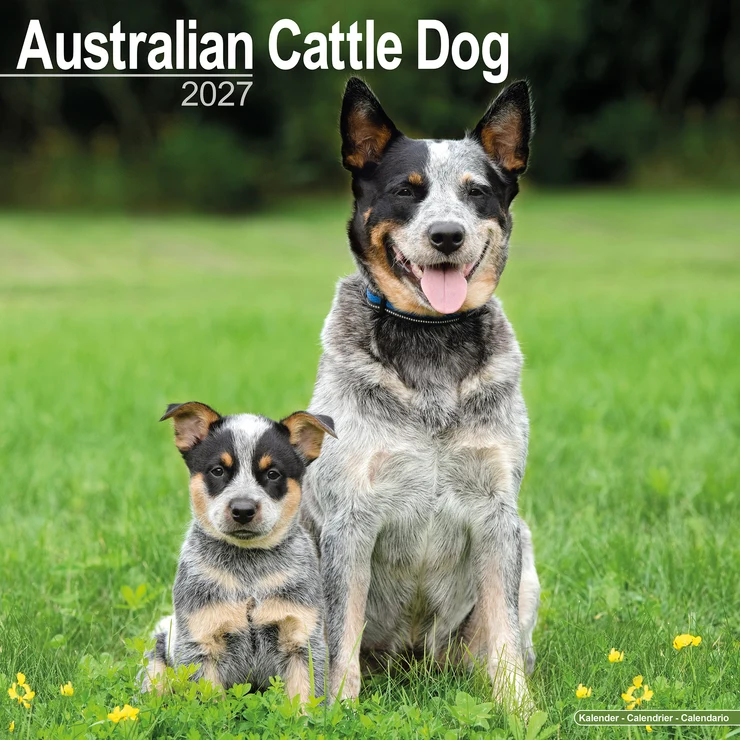 Kalender 2027 Australian Cattle Dog
