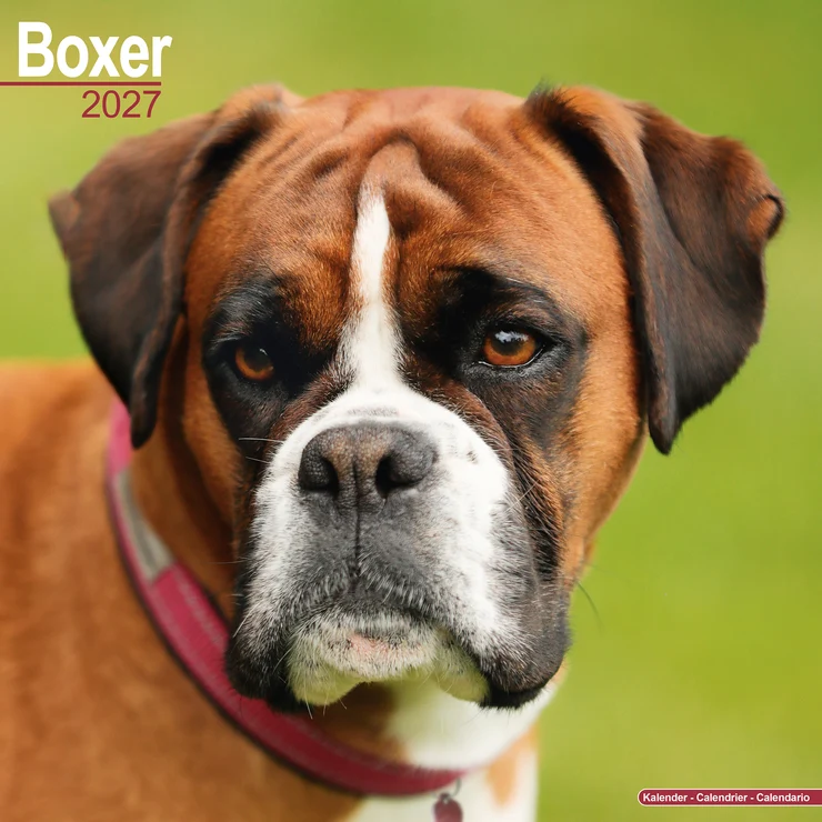 Kalender 2027 Boxer