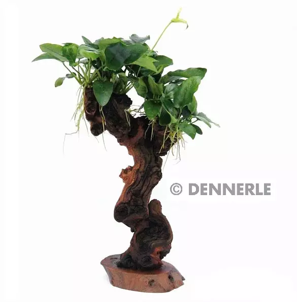 Dennerle Mbuna - Mopaniwurzel mit Standfuss und Anubias nana - mittel