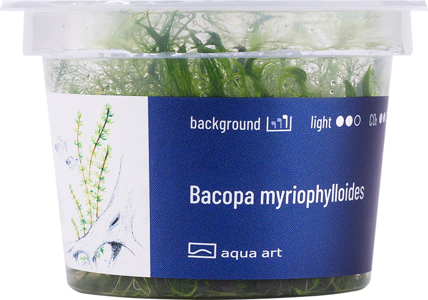 Bacopa myriophylloides Invitro Bacopa myriophylloides Invitro