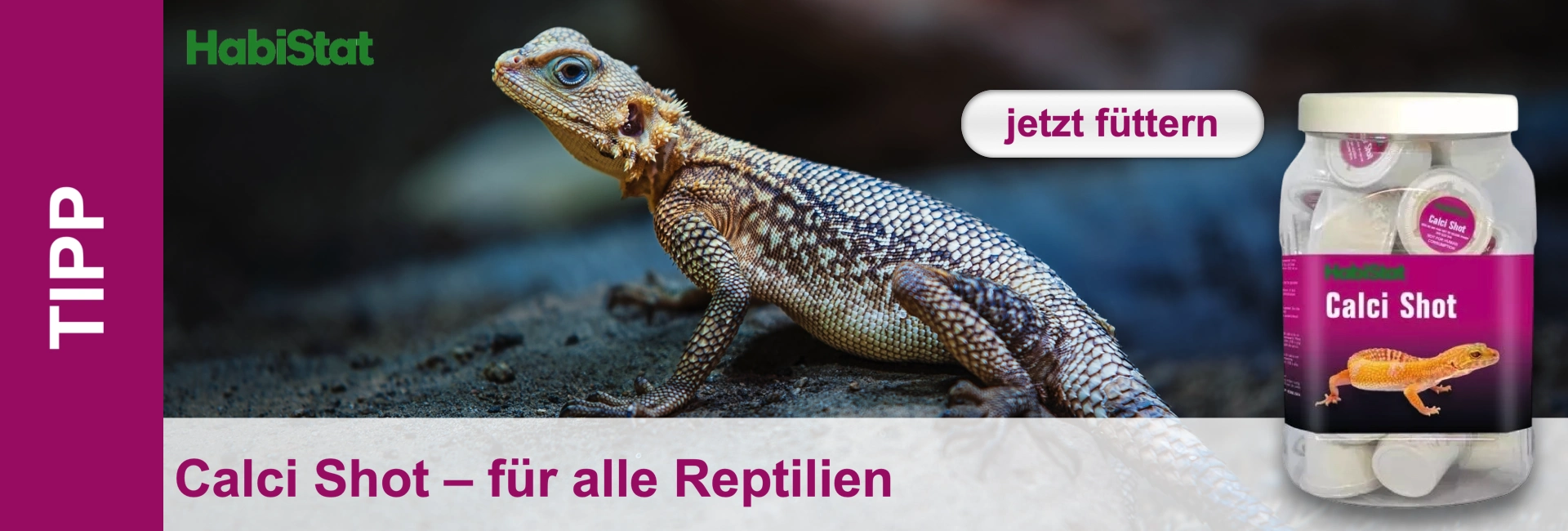 Ein Reptil mit feinen Schuppen und hellblauen Augen sitzt auf dunklem Untergrund. Im Hintergrund eine Packung HabiStat Calci Shot mit kleinen Behältern. Banner: „jetzt füttern“ und „Calci Shot – für alle Reptilien“. Links „TIPP“, oben „HabiStat“.