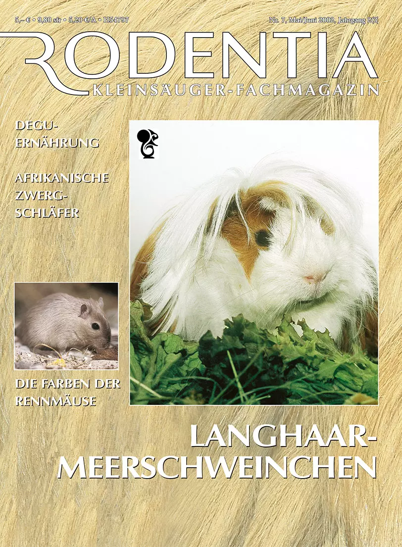 Rodentia 07 - Langhaar-Meerschweinchen