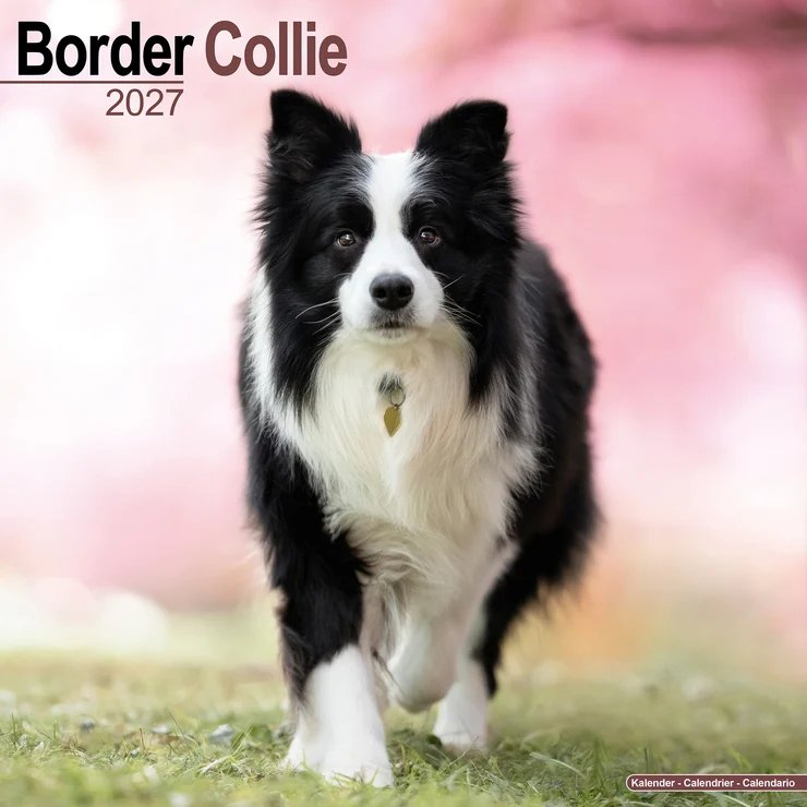 Kalender 2027 Border Collie