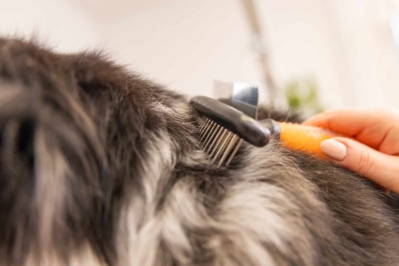 Una mano spazzola il folto pelo grigio scuro di un animale con due spazzole per la cura del pelo. Una spazzola metallica con setole sottili e una spazzola arancione vengono passate alternativamente sul morbido pelo per rimuovere i peli morti.